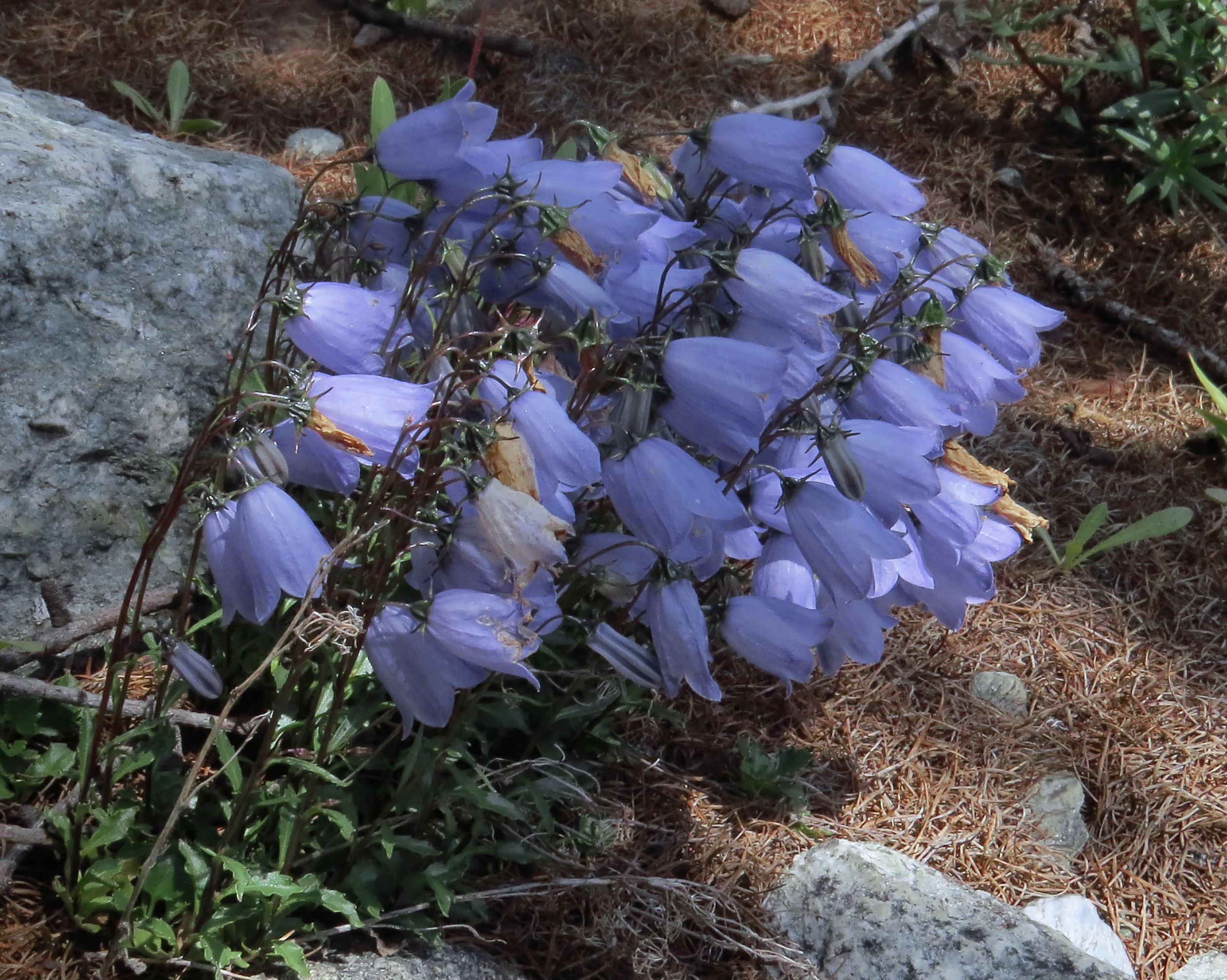 Кампанула cochleariifolia