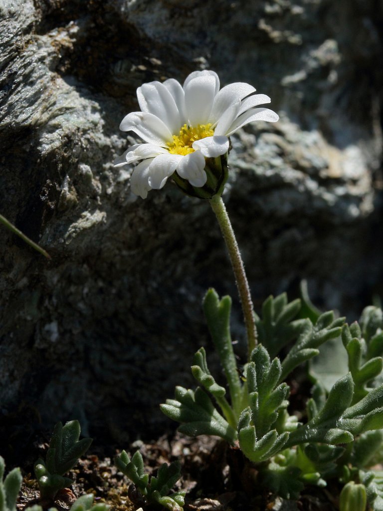 Leucanthemopsis alpina ssp minima (Dwarf Alpine Marguerite)  