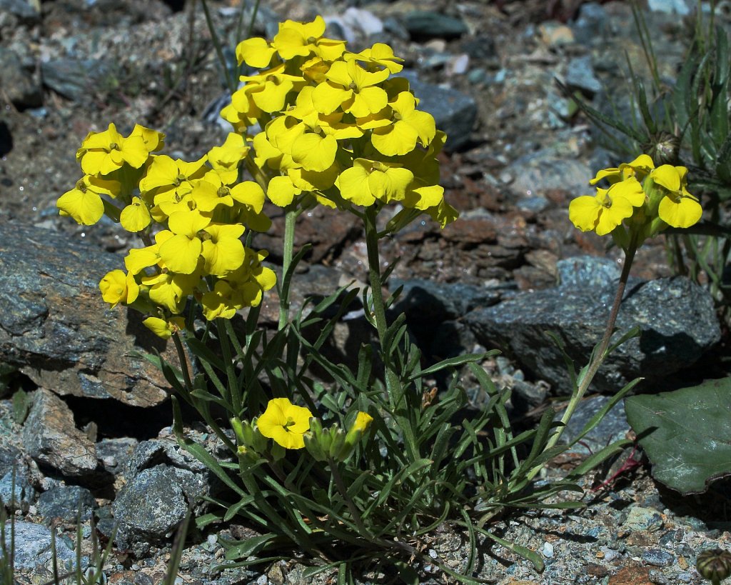 Erysimum rhaeticum (Swiss Treacle Mustard)