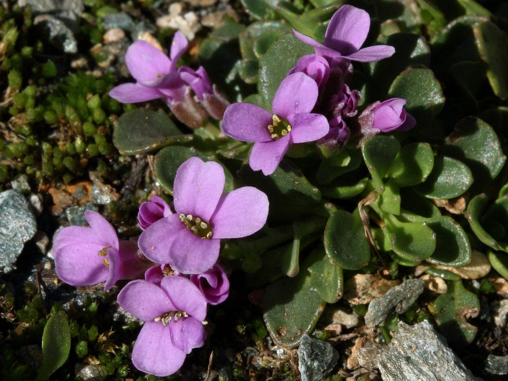 Thlaspi rotundifolium ssp corymbosum (Round-leaved Penny-cress)