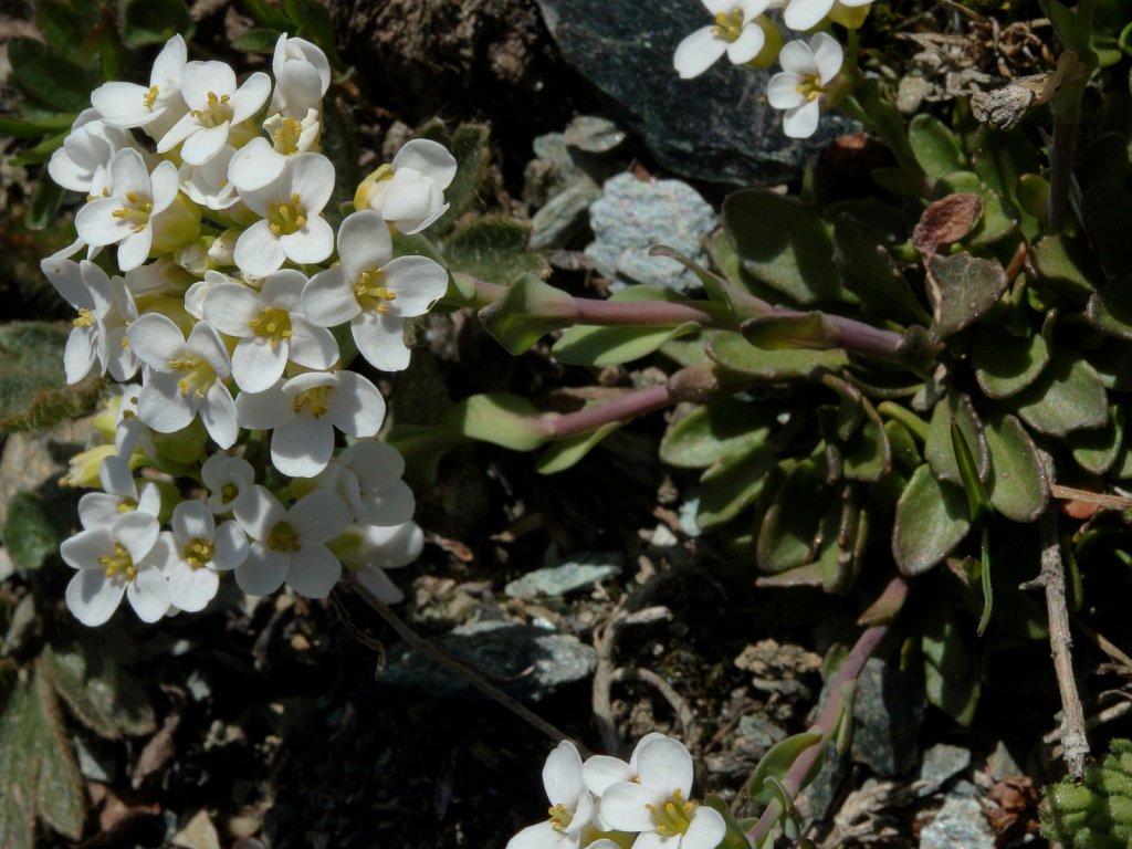 Thlaspi sylvium (Alpine Penny-cress)