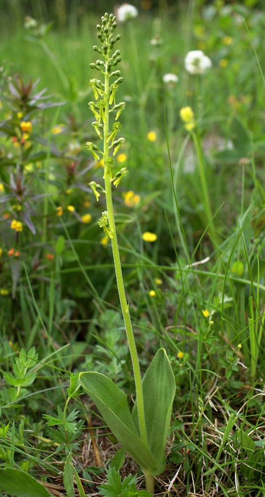 Listera ovata (Common Twayblade)