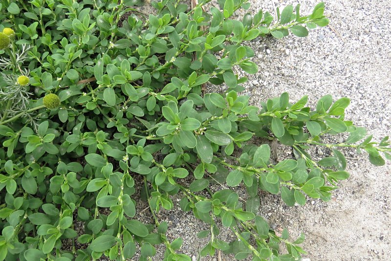 Polygonum Arenastrum Equal Leaved Knotgrass The Alpine Flora Of Zermatt Switzerland 9580