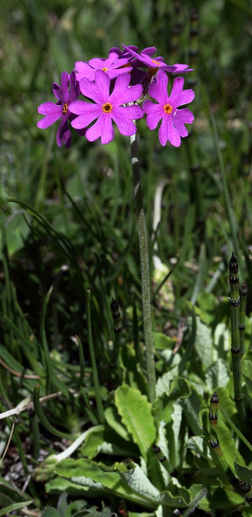 Primula farinosa (Bird's-eye Primrose)