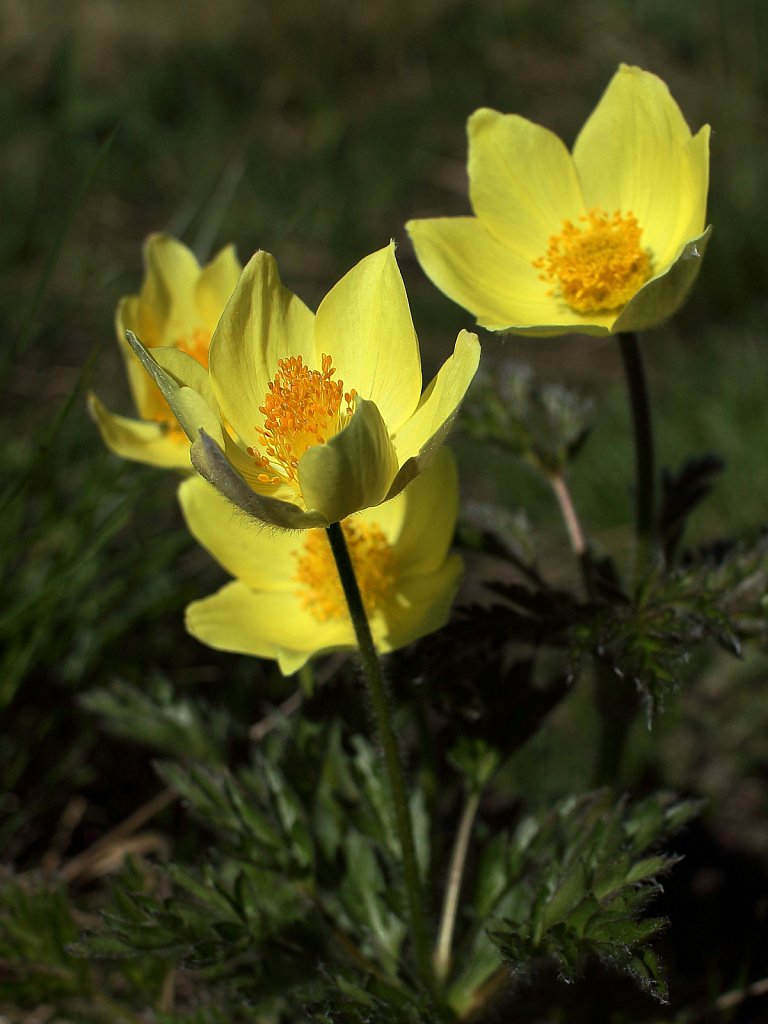 Pulsatilla alpina ssp apiifolia (Yellow Alpine Pasqueflower)
