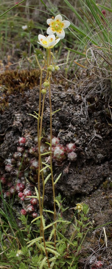 Saxifraga aspera (Rough Saxifrage)