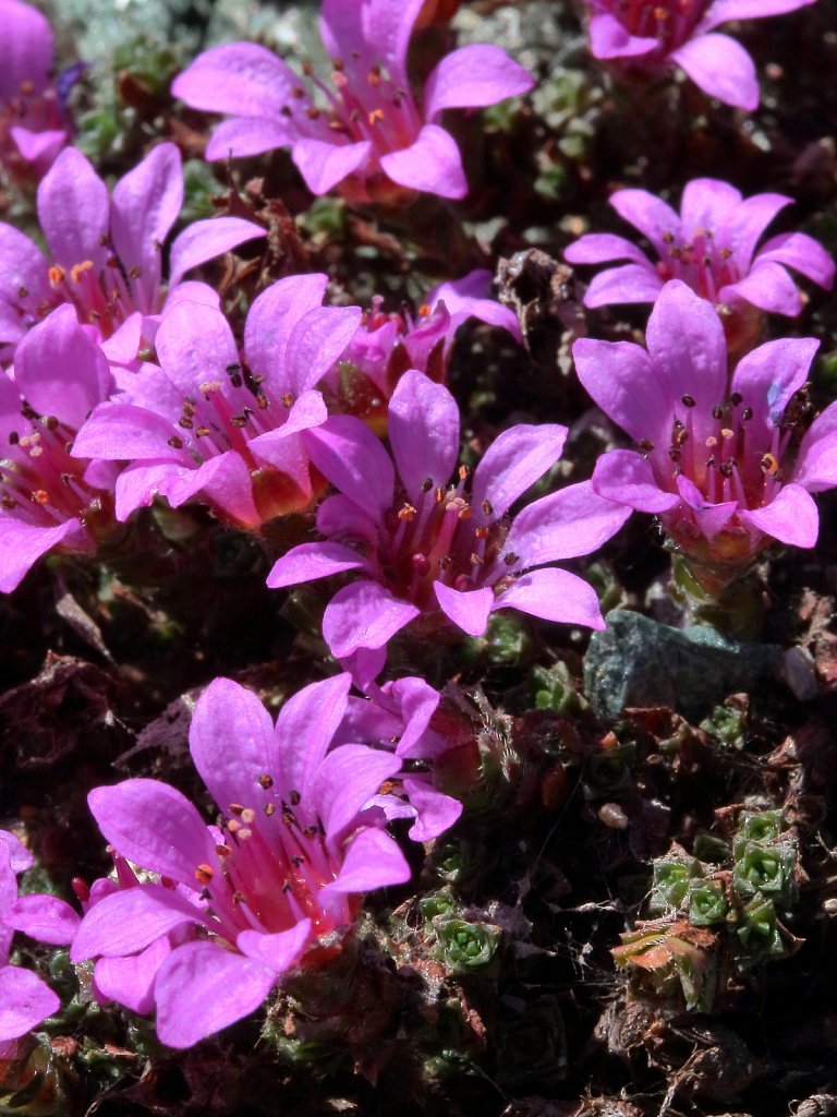 Saxifraga oppositifolia (Purple Saxifrage)