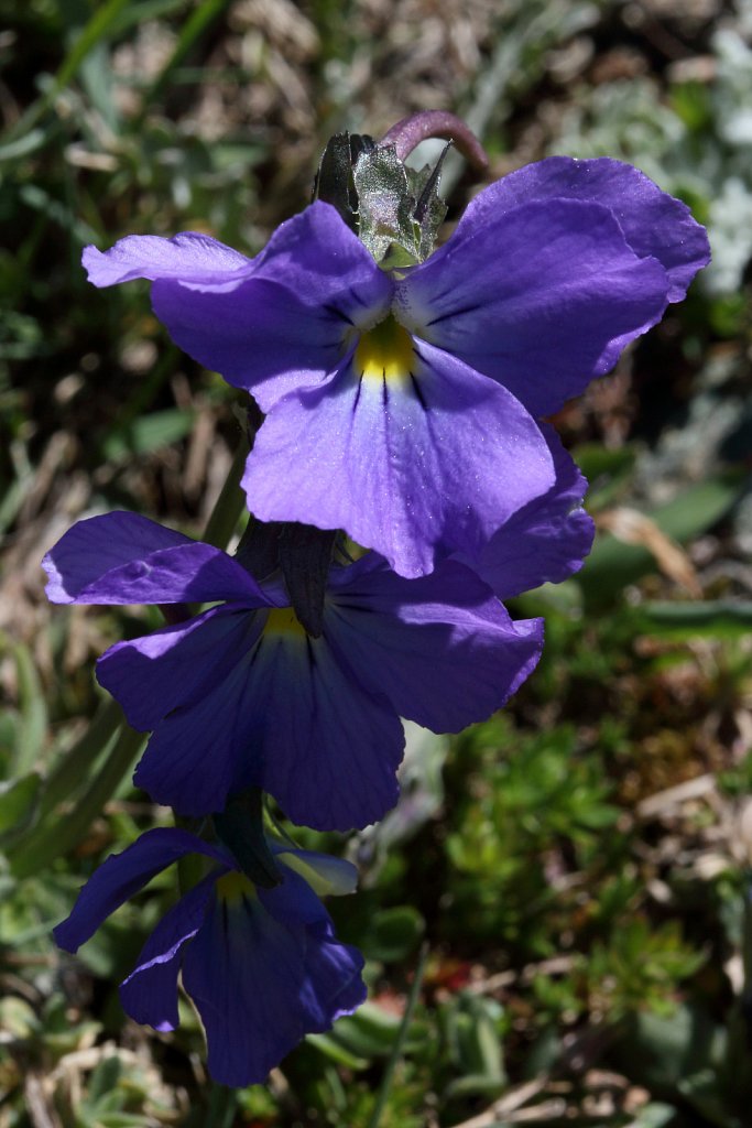 Viola calcarata (Alpine Pansy)