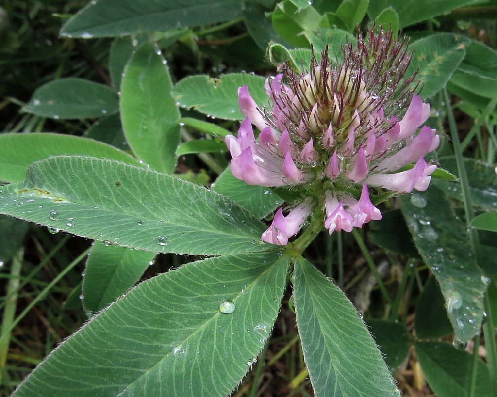 Trifolium alpestre (Hill Clover)