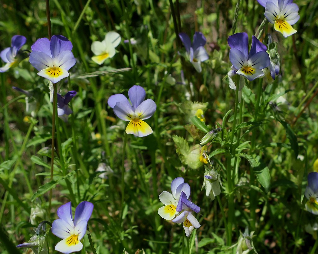 Viola tricolor (Wild Pansy) 