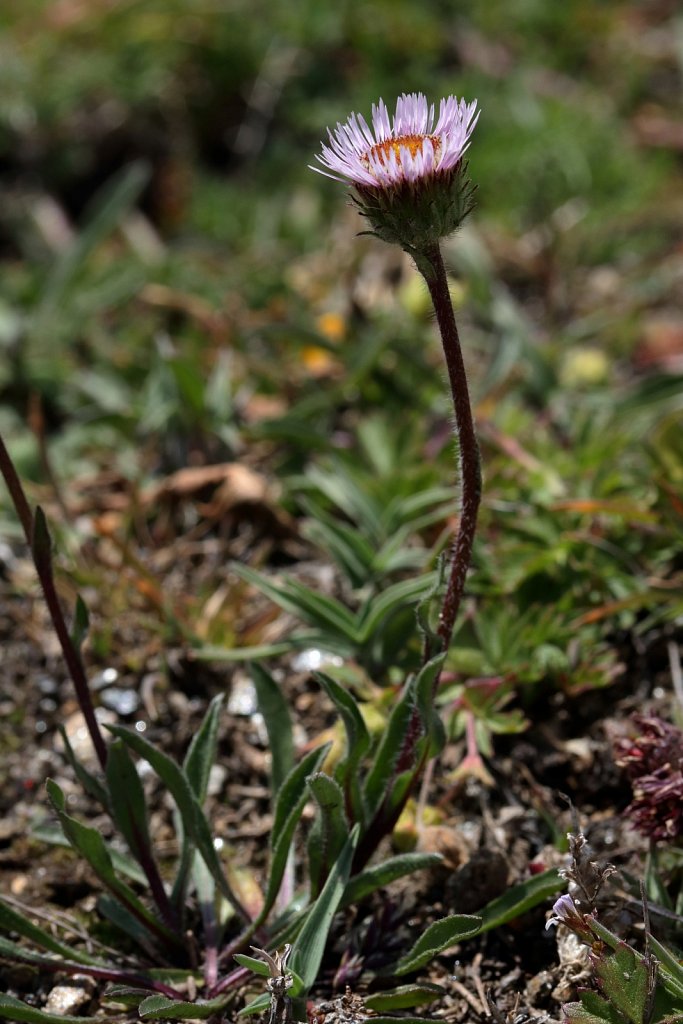 Erigeron alpinus (Alpine Fleabane)