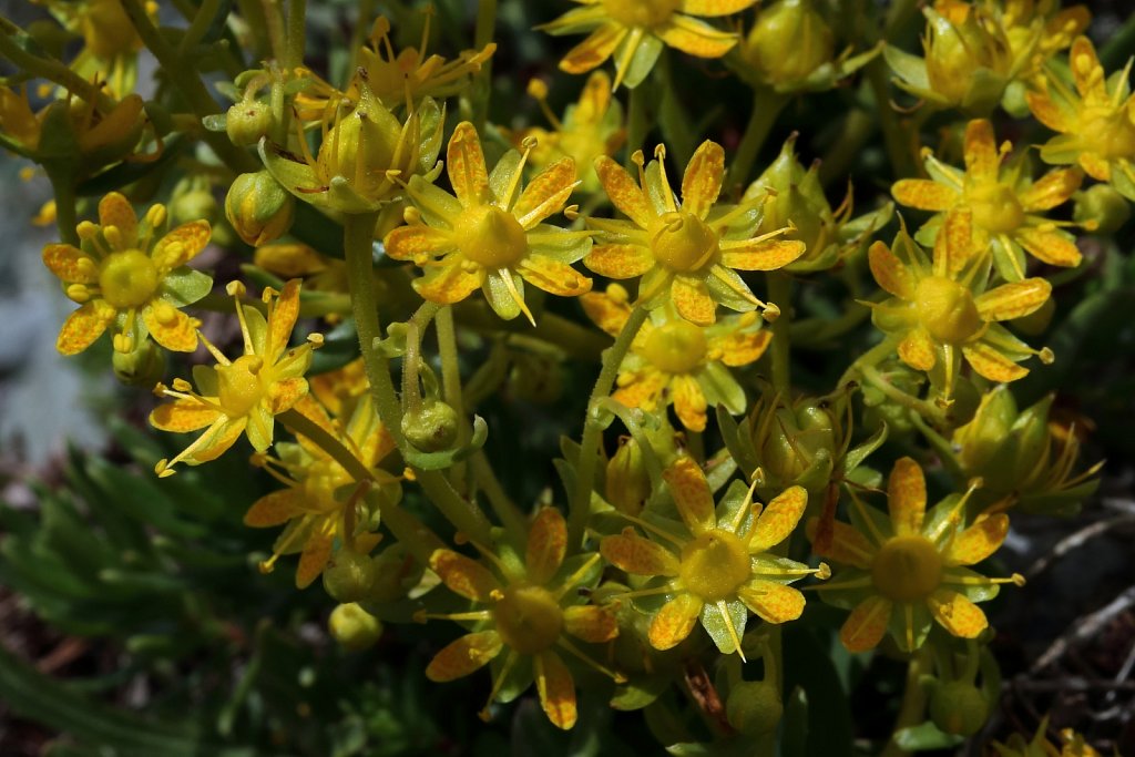 Saxifraga aizoides (Yellow Saxifrage)