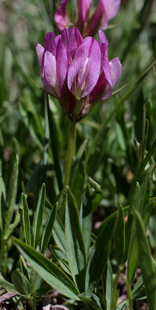 Trifolium alpinum (Alpine Clover)