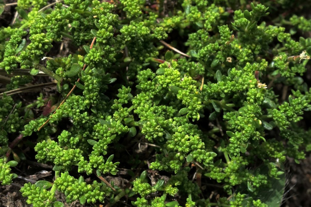 Herniaria glabra (Smooth Rupturewort)