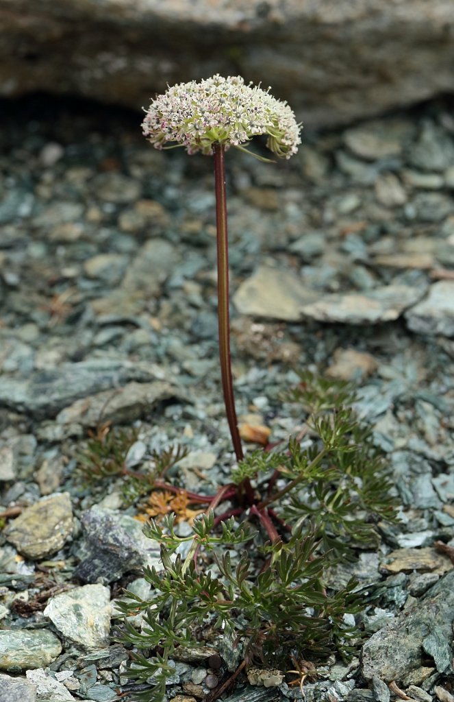 Ligusticum mutellinoides (Dwarf Alpine Lovage)