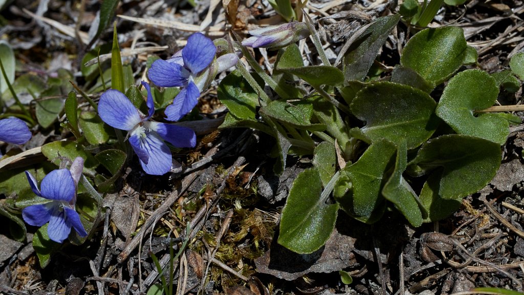 Viola rupestris (Teesdale Violet)