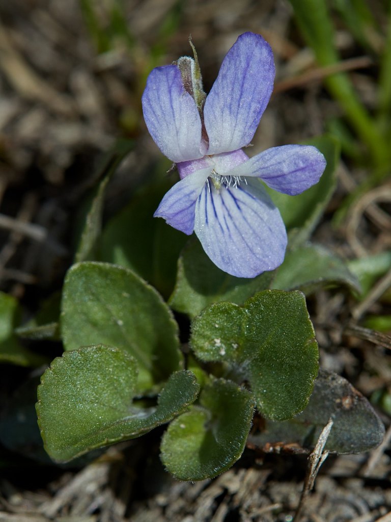 Viola rupestris (Teesdale Violet)