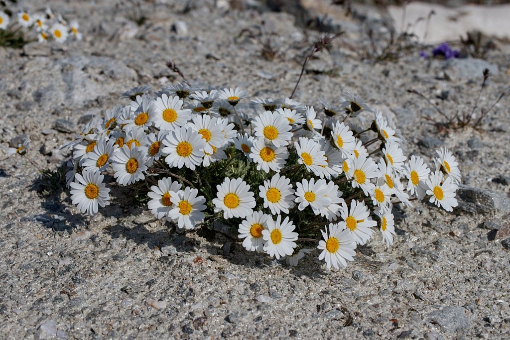 Leucanthemopsis alpina ssp minima (Dwarf Alpine Marguerite) 