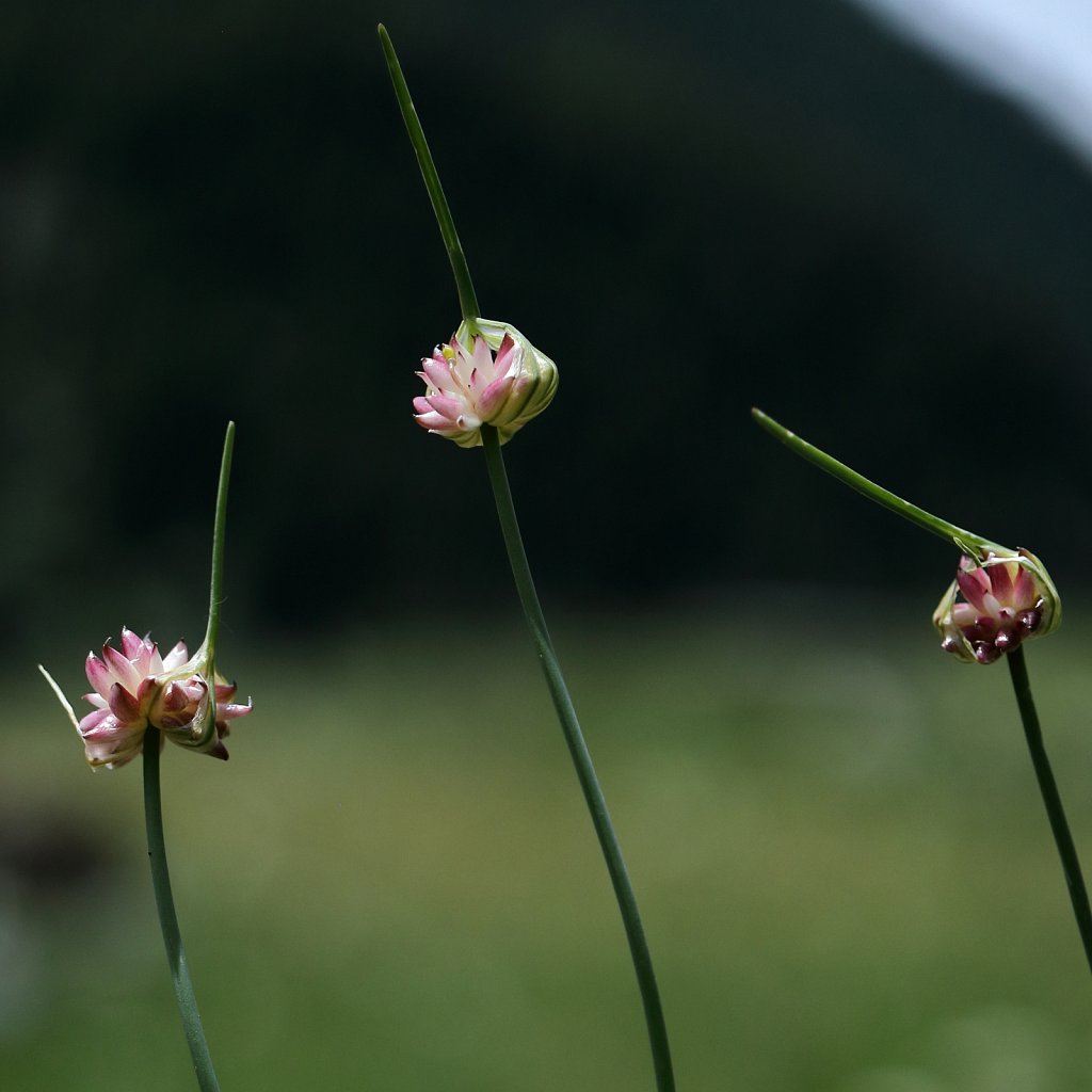 Allium oleracium (Field Garlic)