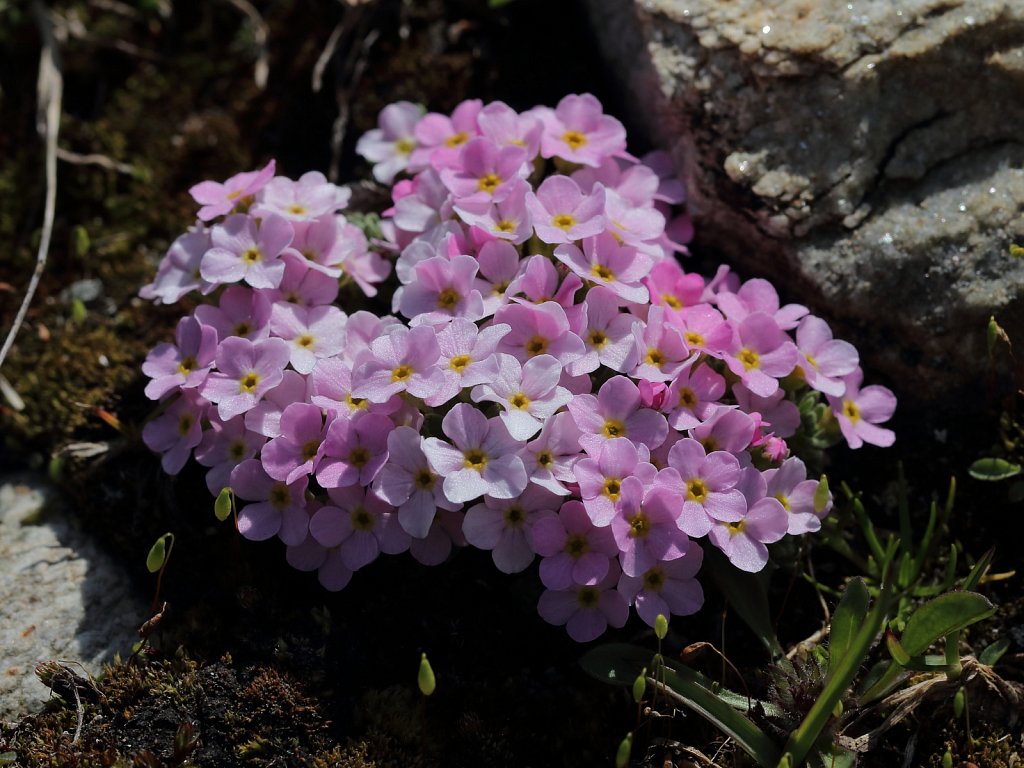 Androsace alpina (Alpine Rock-jasmine)