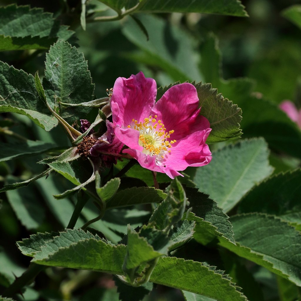 Rosa pendulina (Alpinne Rose)