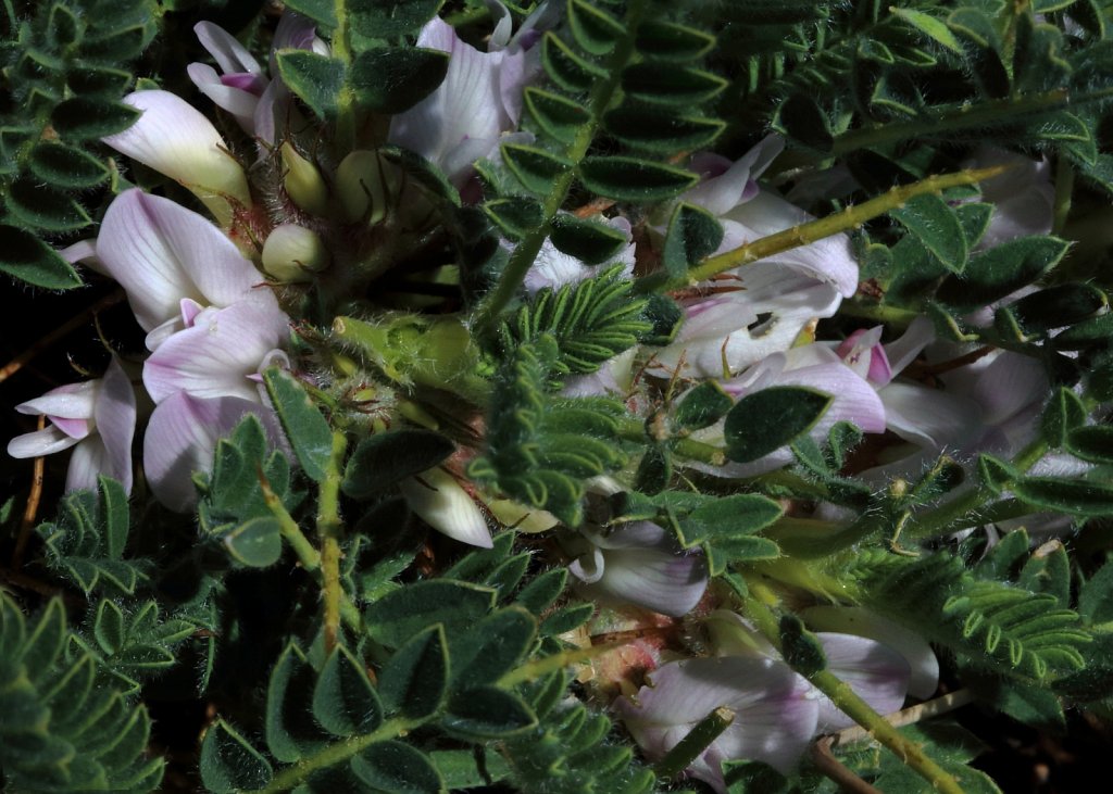 Astragalus sempervirens (Spiny Milk-vetch)