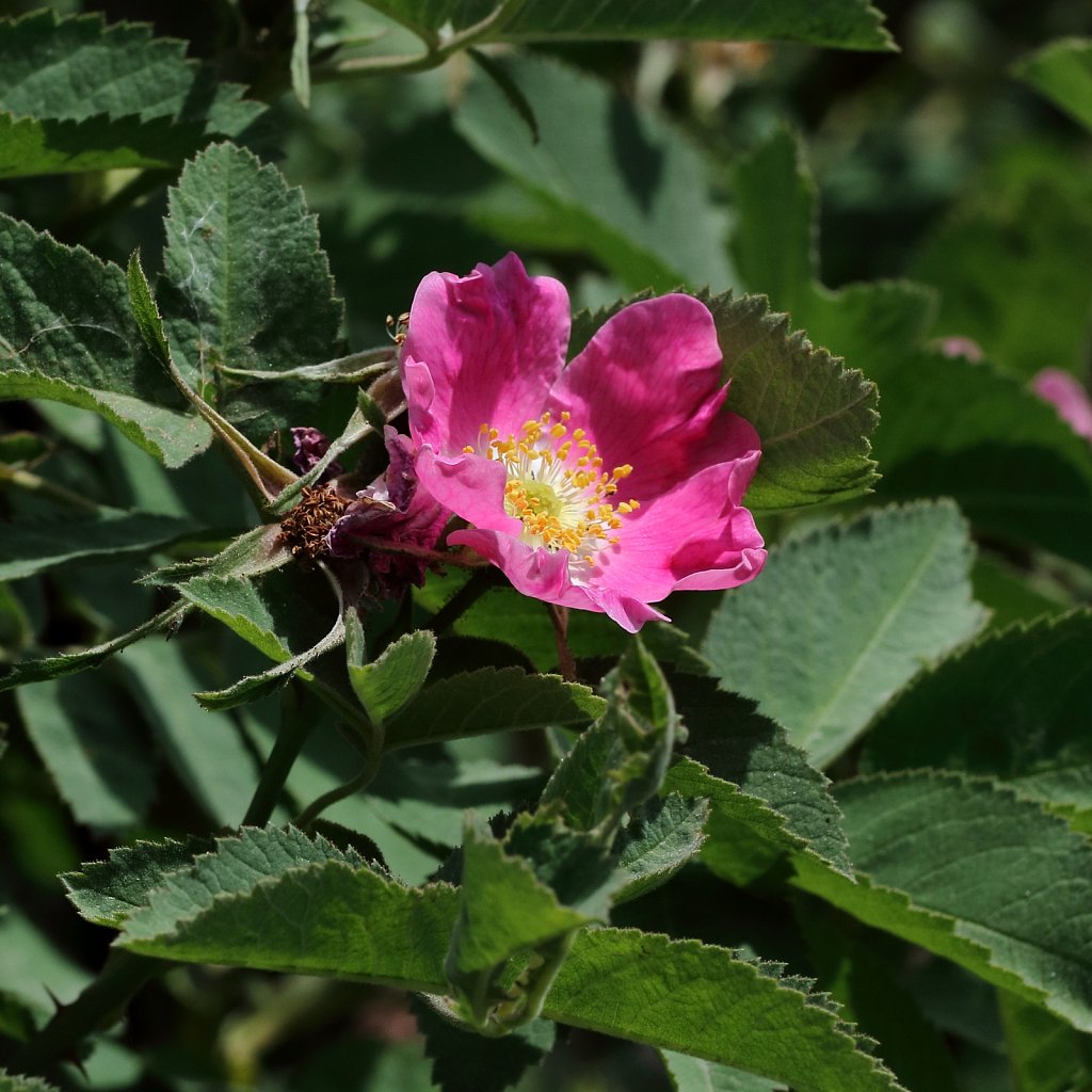 Rosa villosa (Apple Rose)