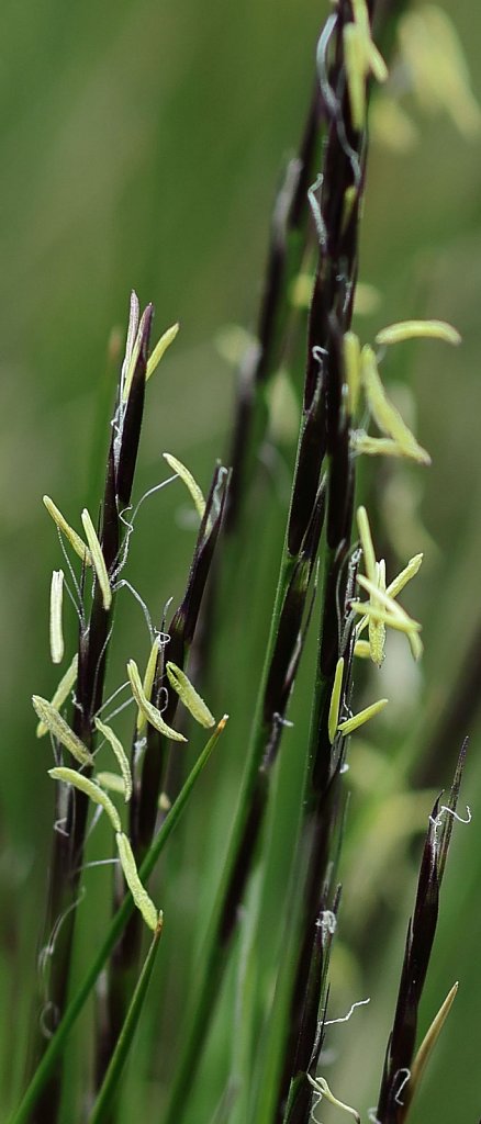 Poaceae (Grasses)