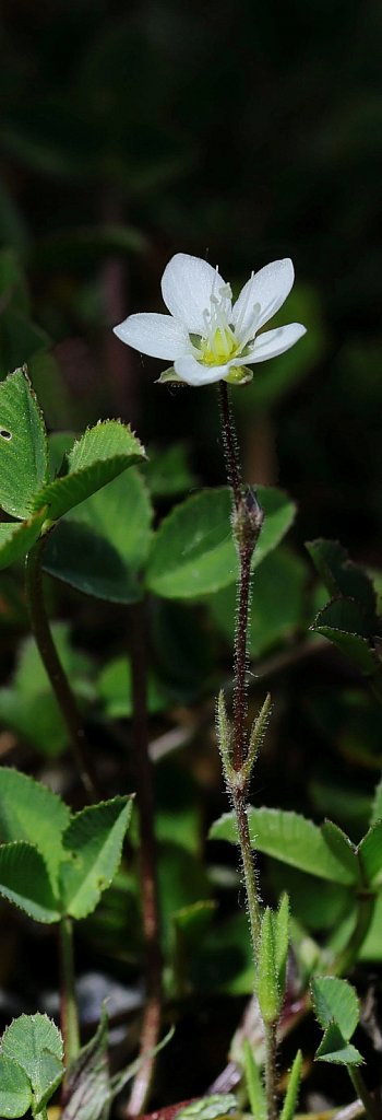 Arenaria serpyllifolia (Thyme-leaved Sandwort)