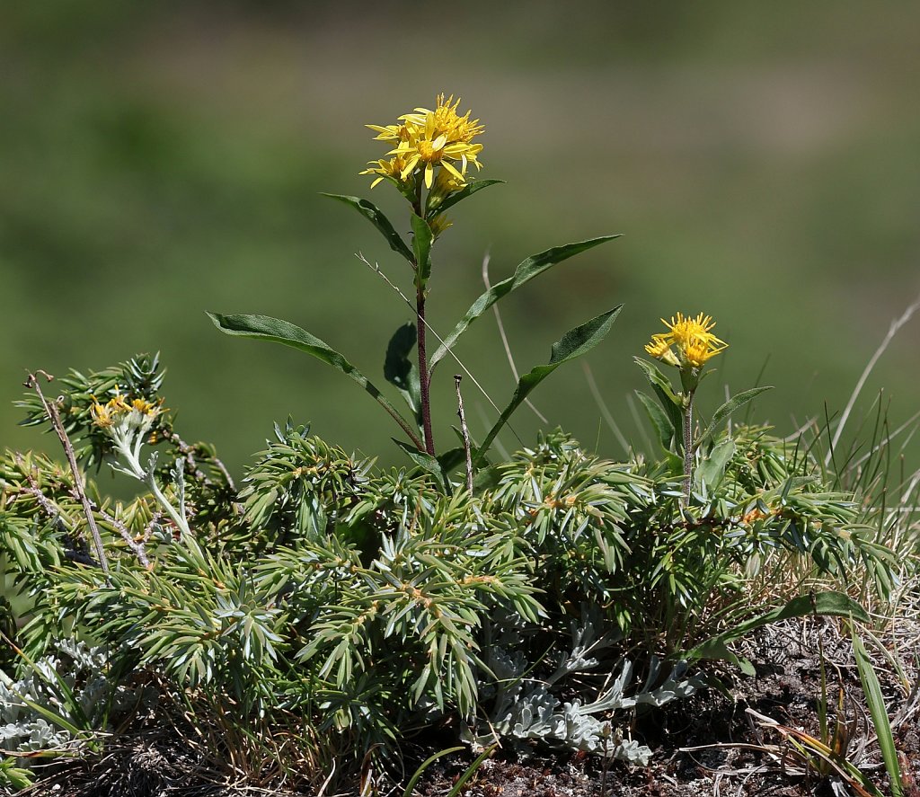 Solidago virgaurea ssp minuta (Alpine Goldenrod)