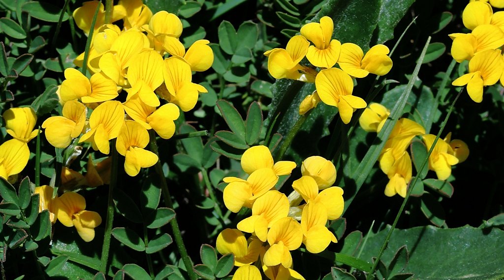 Hippocrepis comosa (Horseshoe Vetch)