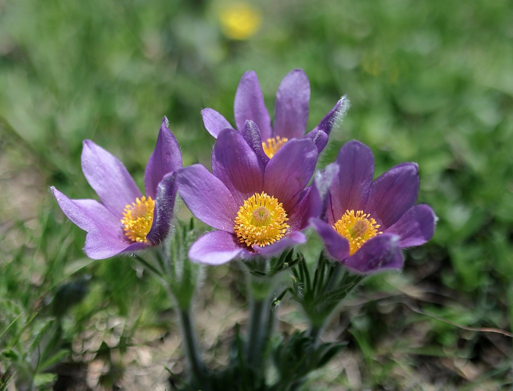 Pulsatilla halleri (Haller's Pasqueflower)