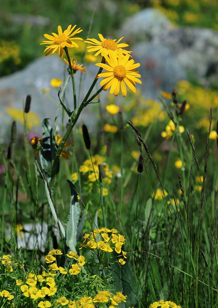 Senecio doronicum (Leopard's-bane Groundsel)