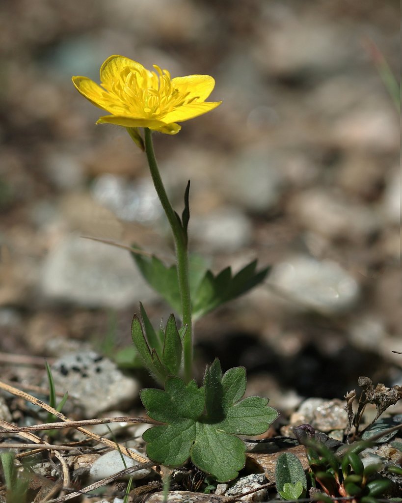 DC-Ranunculus-montanus-3736MRAW1-1.jpg