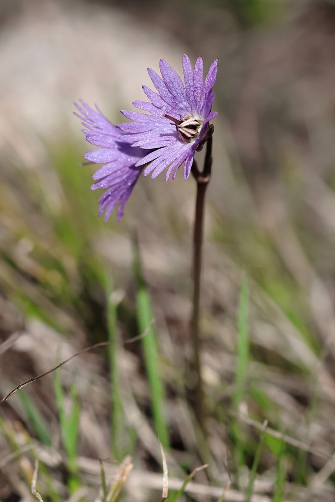 Soldanella alpina (Alpine Snowbell)