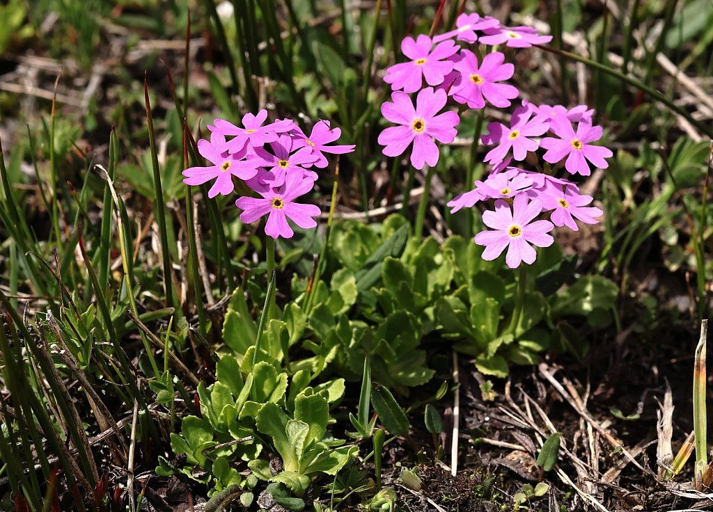 Primula farinosa (Bird's-eye Primrose)