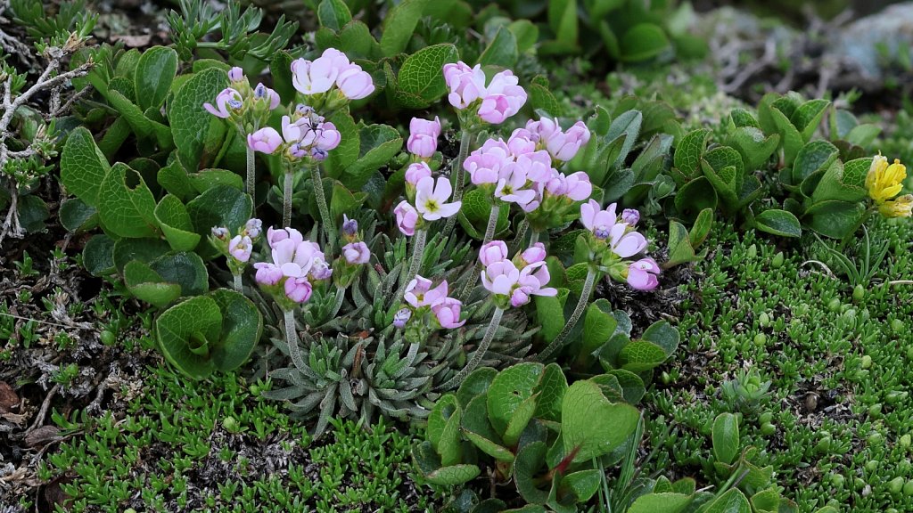 Androsace puberula (Flesh-coloured Rock-jasmine)