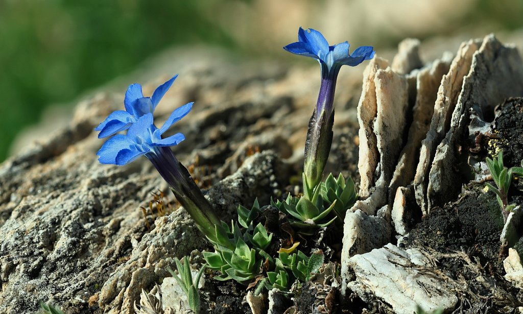 Gentiana schleicheri (Schleicher's Gentian)