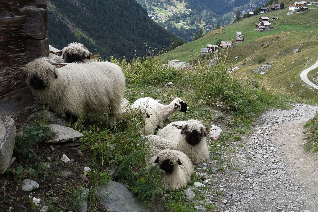 Valais-Blacknose-SheepXPNG.jpg