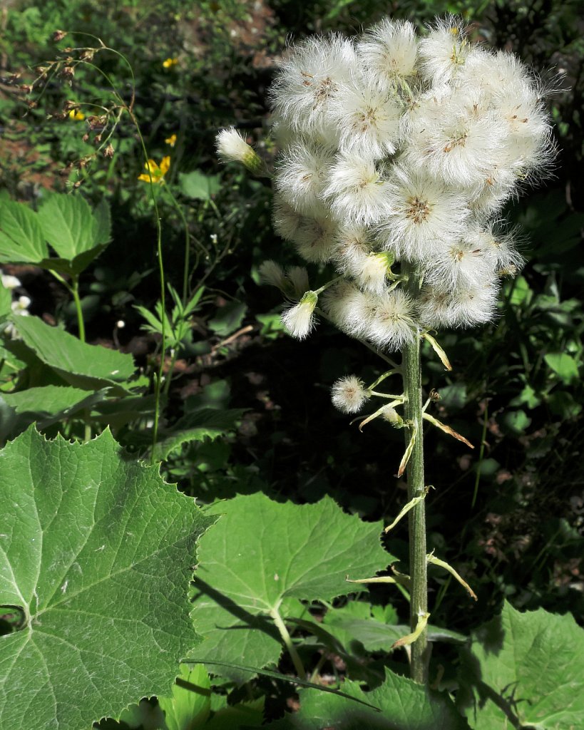 Petasites albus (Whitte Butterbur)