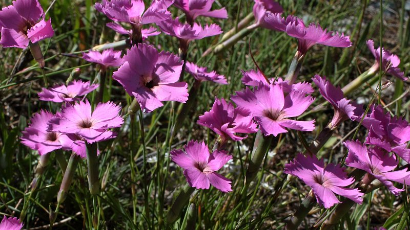 Dianthus sylvestris (Wood Pink) - The Alpine Flora of Zermatt, Switzerland