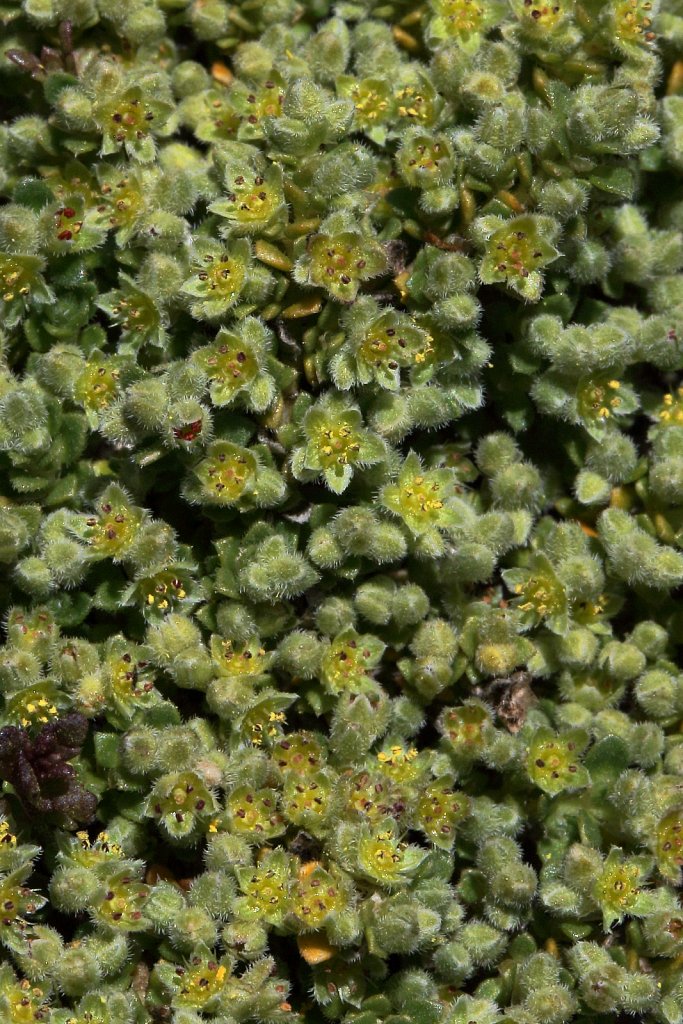 Herniaria alpina (Alpine Rupturewort)