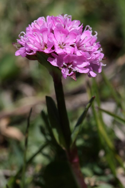 Silene suecica (Alpine Catchfly) - The Alpine Flora of Zermatt, Switzerland