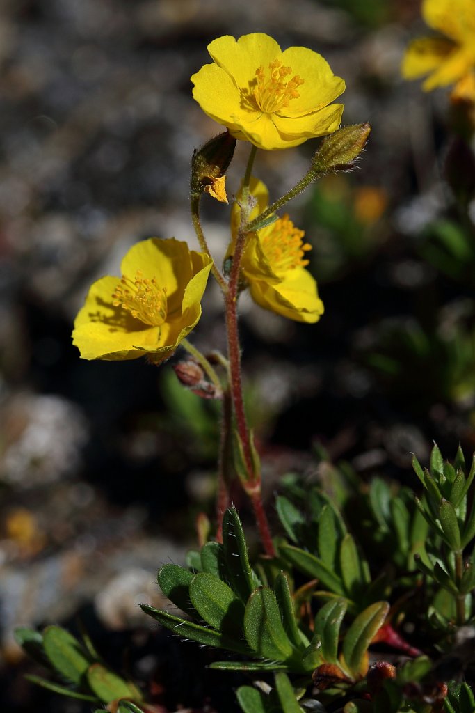 Helianthemum alpestre (Alpine Rock-rose)