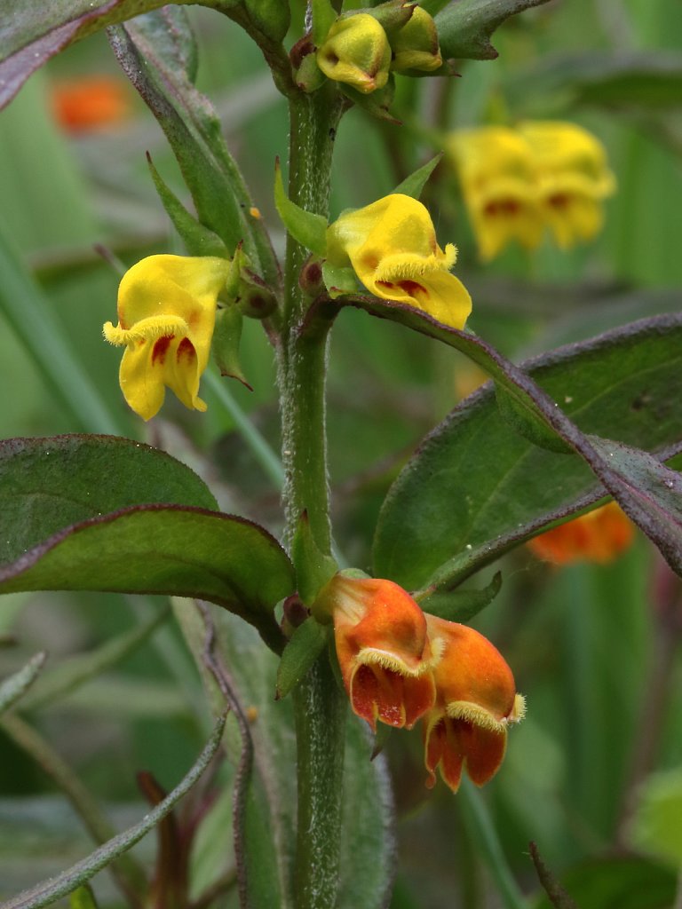 Orobanchaceae (Broomrapes)