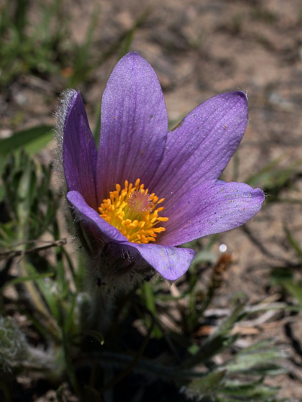 Pulsatilla halleri (Haller's Pasqueflower) - The Alpine Flora of ...