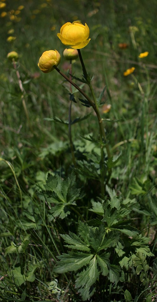 Trollius europaeus (Globeflower)