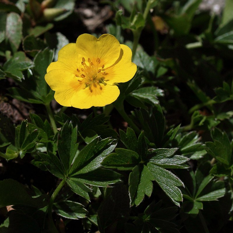 Potentilla aurea (Golden Cinquefoil) - The Alpine Flora of Zermatt ...