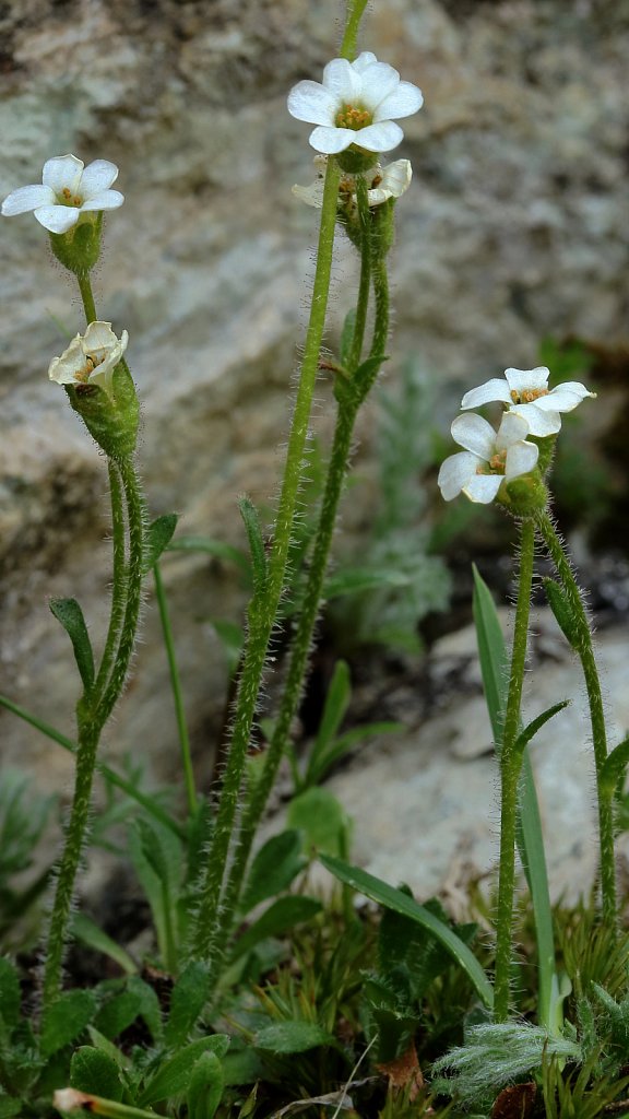 Saxifraga androsacea (Scree Saxifrage)