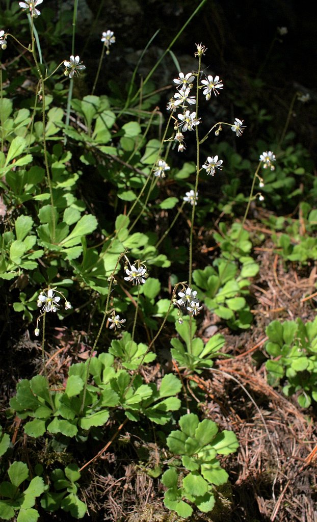 Saxifraga cuneifolia (Spoon-leaved Saxifrage)